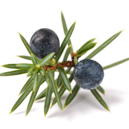 Juniper Needle Essential Oil