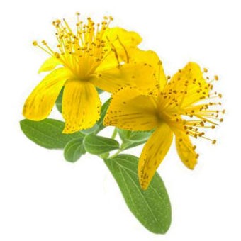 St. Johns Wort Infused in Sunflower Seed Oil