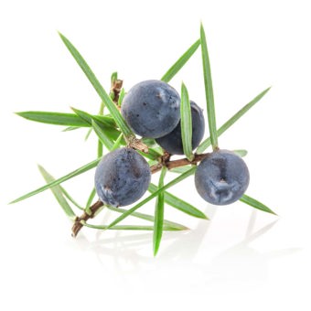 Juniper Berry Essential Oil