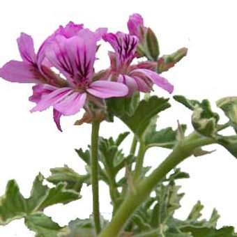 Geranium Bourbon type Essential Oil