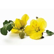 Evening Primrose Oil Certified Organic