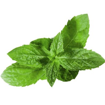 Spearmint Essential Oil