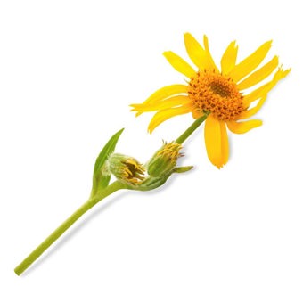 Arnica Oil Infused Certified Organic