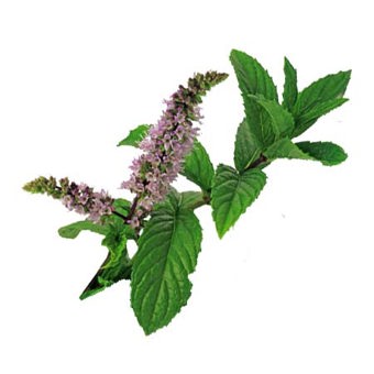 Peppermint Essential Oil Certified Organic