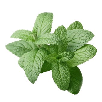 Peppermint Piperita Essential Oil India