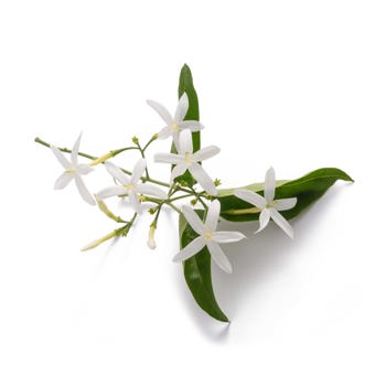 Jasmine Absolute Pure Egypt