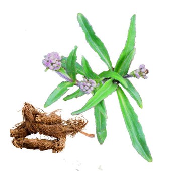 Spikenard Essential Oil