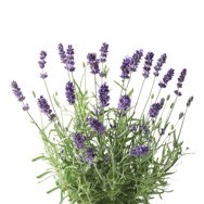 Lavandin Oil Super Certified Organic