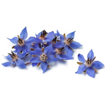 Borage Seed Oil Expressed