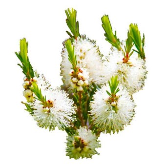 Tea Tree Essential Oil Australia