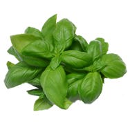 Basil Essential Oil M.C.