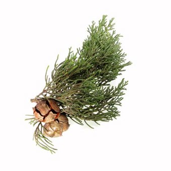 Cypress Essential Oil Certified Organic