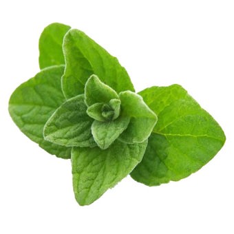 Origanum (Oregano) Essential Oil