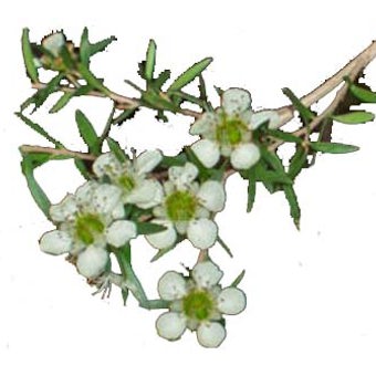 Lemon Tea Tree Oil