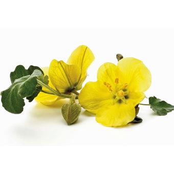 Evening Primrose Oil Expressed