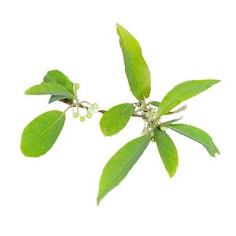 Litsea Cubeba Essential Oil