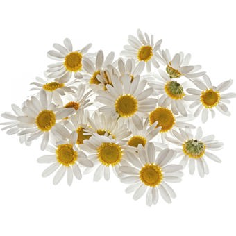 Chamomile Roman Essential Oil