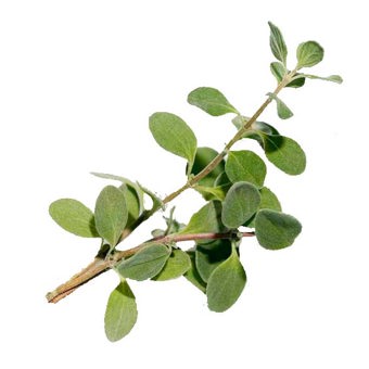 Marjoram Sweet Essential Oil Certified Organic