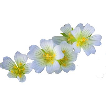 Meadowfoam Seed Oil Deodorised