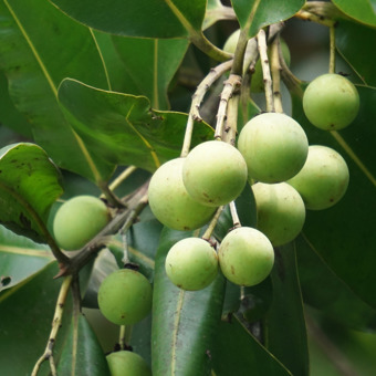 Tamanu Oil Expressed Certified Organic (Calophyllum inophyllum)