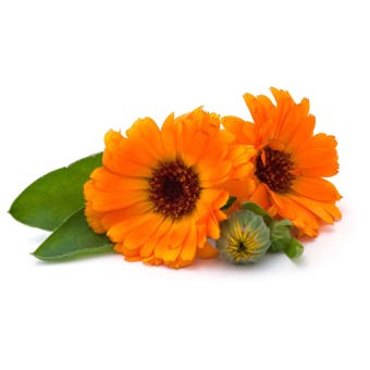 Calendula Oil Infused