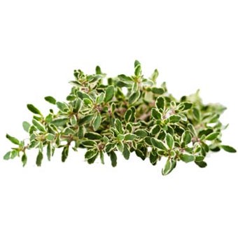 Thyme Lemon Essential Oil