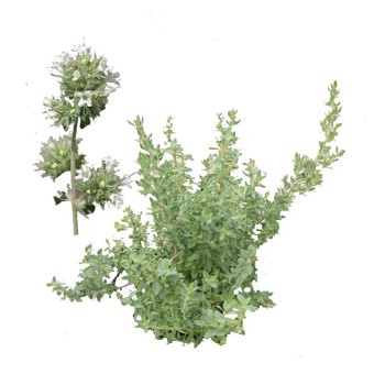 Marjoram Wild Spain Essential Oil