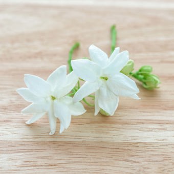 Jasmine Fragrance Oil