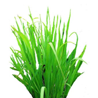 Palmarosa Essential Oil