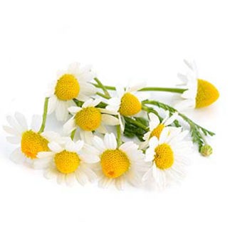 Chamomile German Essential Oil