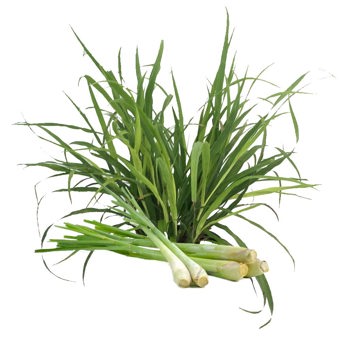 Lemongrass Cochin Essential Oil