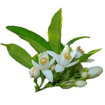 Neroli Oil Dilution