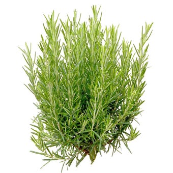 Rosemary Essential Oil Wild