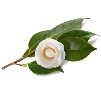 Camellia Oil Infused