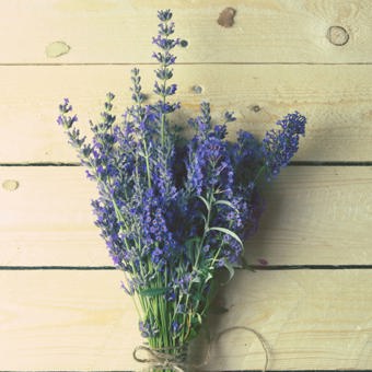 Lavender Fragrance Oil