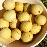 Marula Seed Oil Deodorised