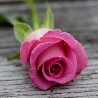 Rose Fragrance Oil