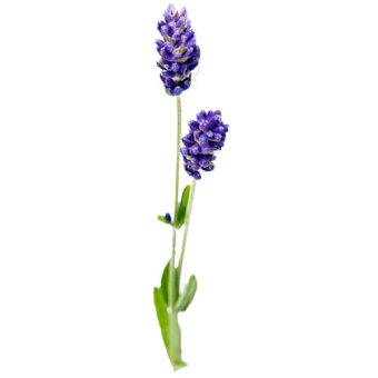 Lavender 40/42 Essential Oil France