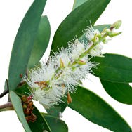Tea Tree Essential Oil China