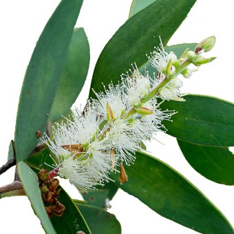 Tea Tree Essential Oil China
