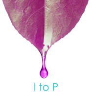 Essential Oils I-P