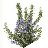 Rosemary Essential Oil Certified Organic