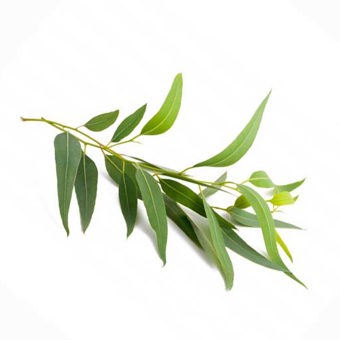 Eucalyptus Citriodora Essential Oil